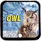WICKED OWLS - MEGA MARBLES - MEGA MARBLES 24+1 (2013-Current) (FACE)
